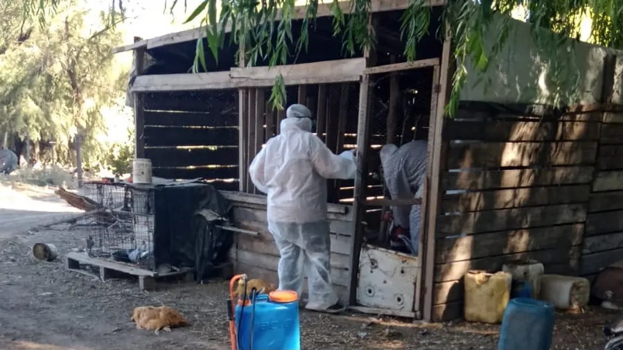 Salud Río Negro: confirman casos de influenza aviar en Lamarque