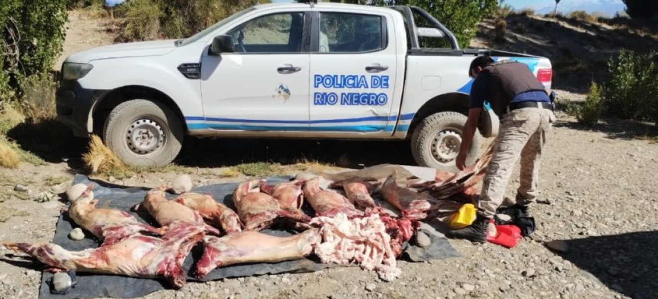 Bariloche: policía secuestró una docena de caprinos faenados irregularmente