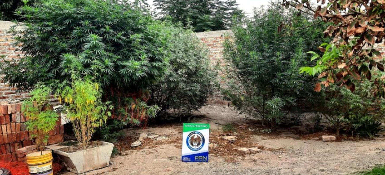 La Policía secuestró un auto y plantas de marihuana en un allanamiento en Roca