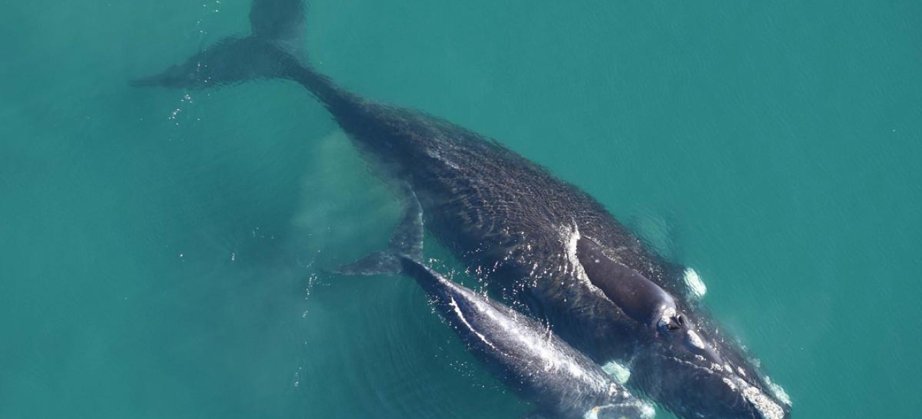 Chubut: Estudian cómo se comunican las ballenas madres con sus crías