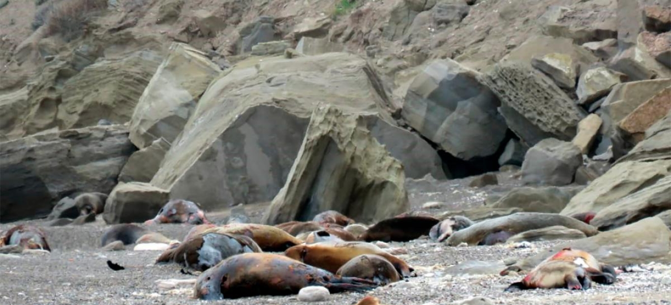 La muerte de lobos marinos por gripe aviar en Río Negro disminuyó en las últimas semanas