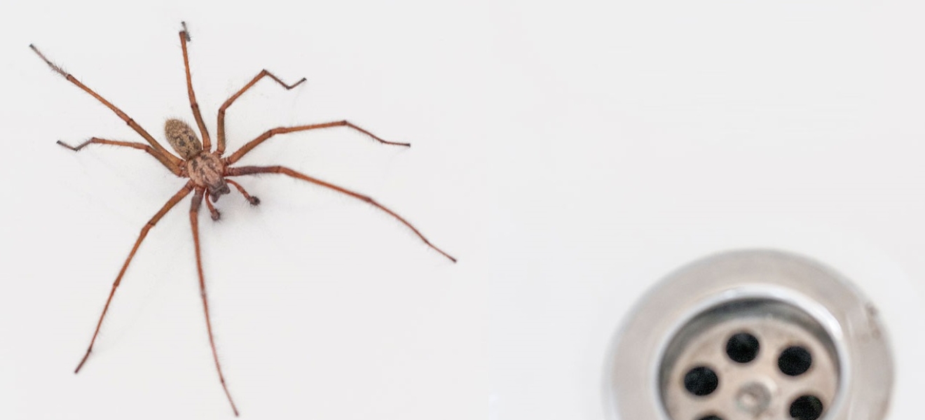 Salud RN recuerda medidas para prevenir picaduras de arañas