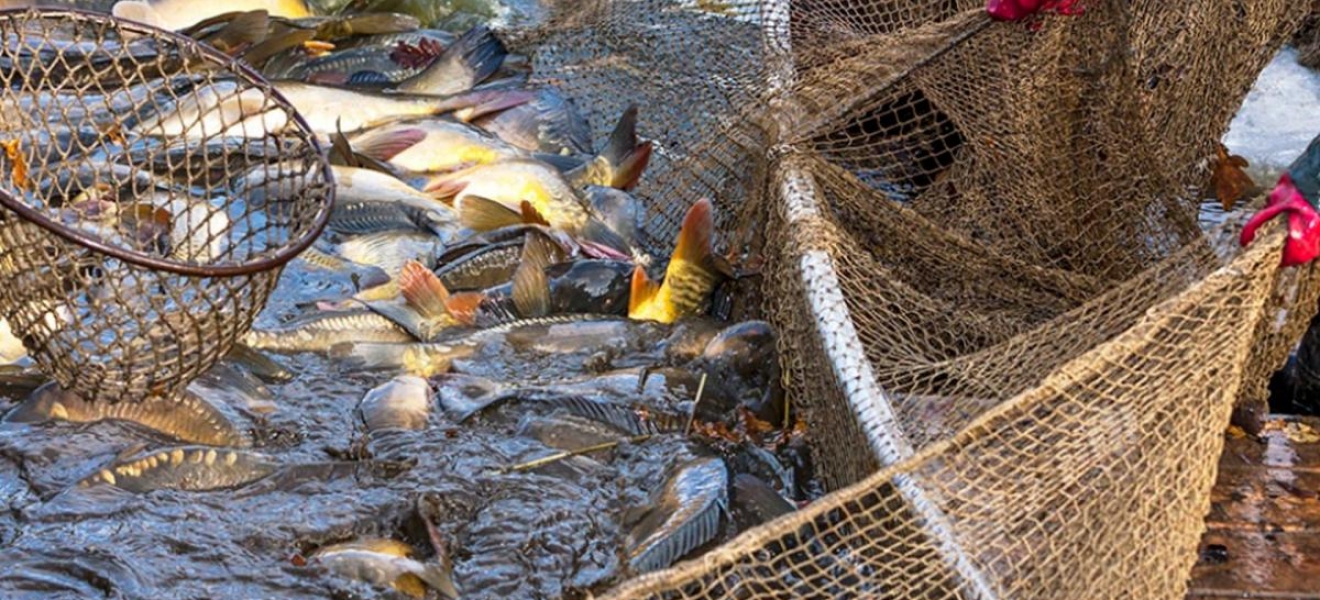 Chubut: Amplio rechazo a cambios en la actividad pesquera de la Ley ómnibus