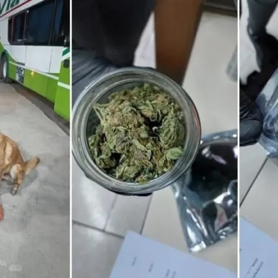 Tordo, el Perro de la policía de Río Negro que detecta droga