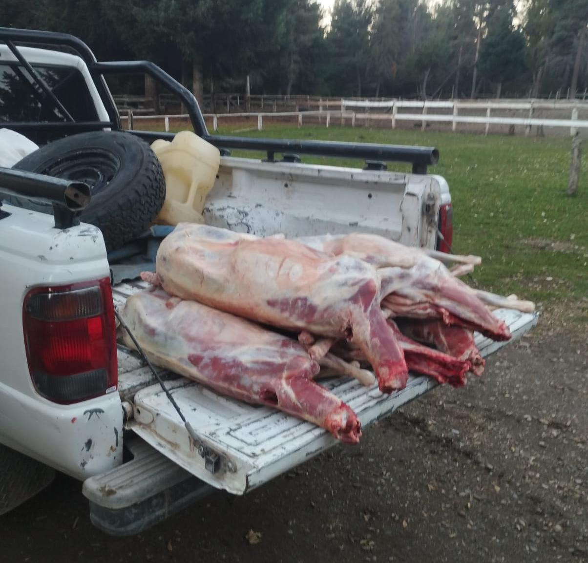 Bariloche: detectan un cargamento ilegal de corderos procedente de la Línea Sur