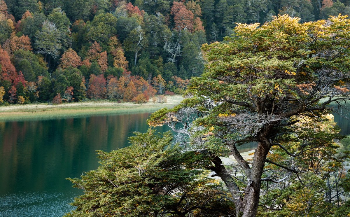 STJ hace lugar a Mandamus: Río Negro deberá completar el Ordenamiento Territorial de Bosques Nativos