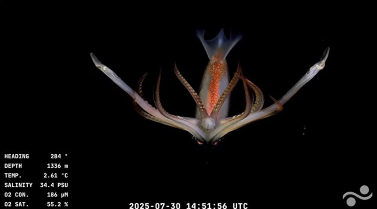 (((video))) Científicos del CONICET transmiten en vivo la exploración del Cañón Mar del Plata