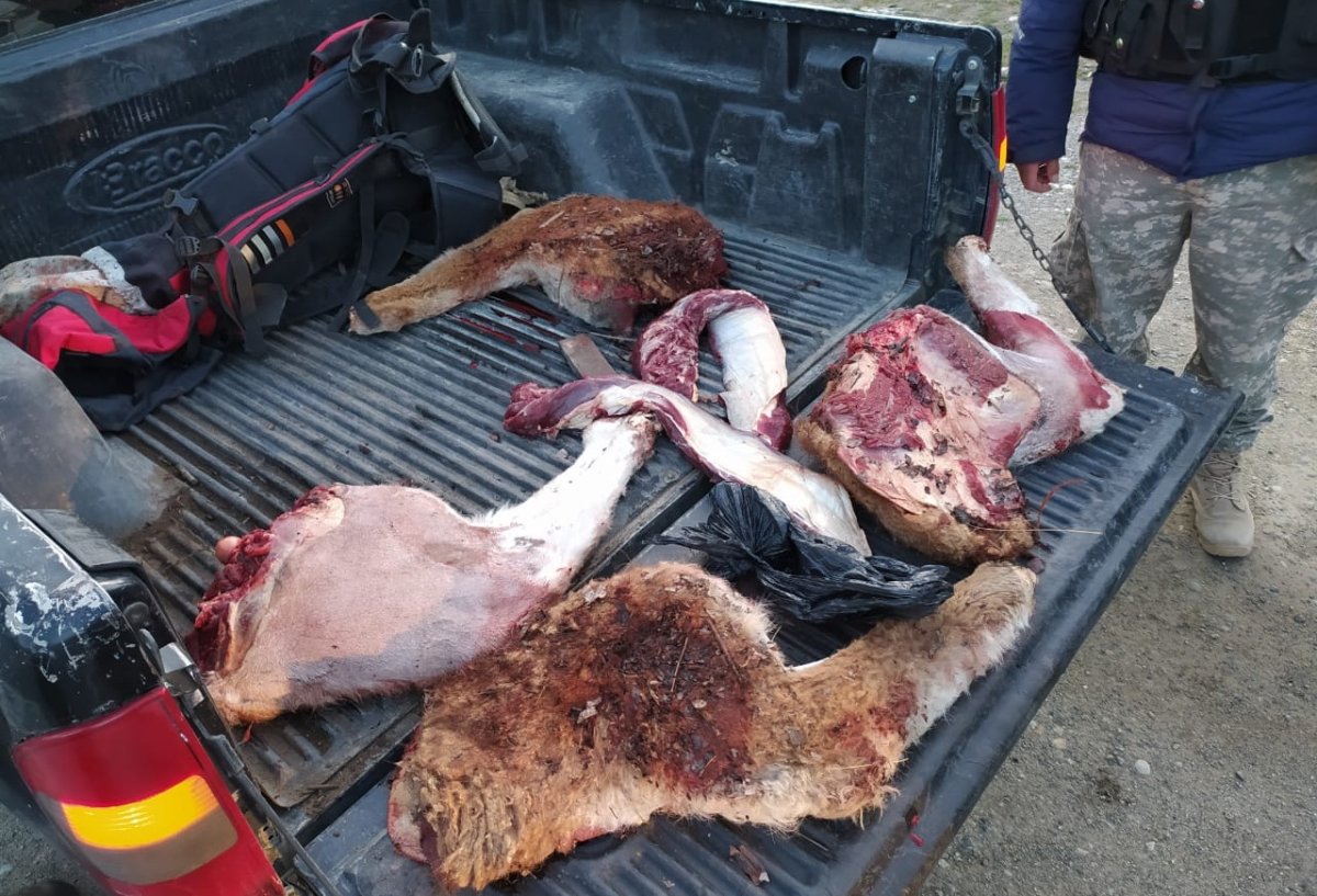Varios detenidos por caza ilegal de guanaco en la zona del río Limay